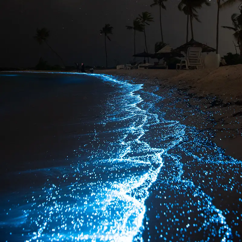 Bioluminescence