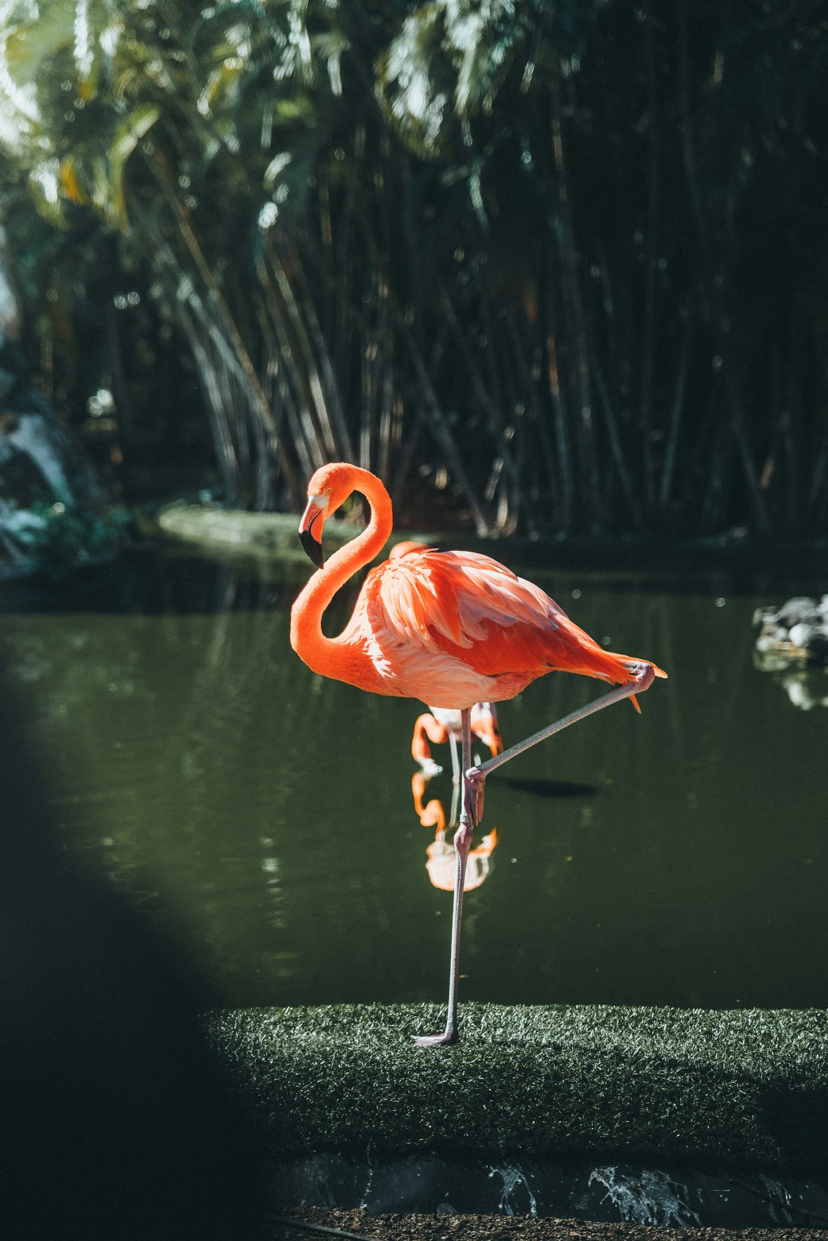 Flamingo Watching