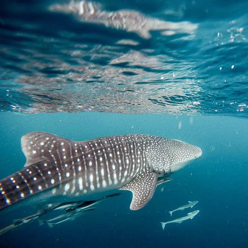 Tour del Tiburón Ballena
